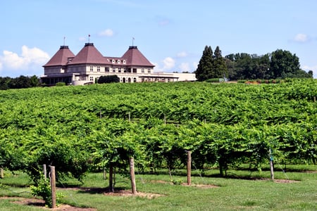 Image of Wine Vineyard and Wine Production House